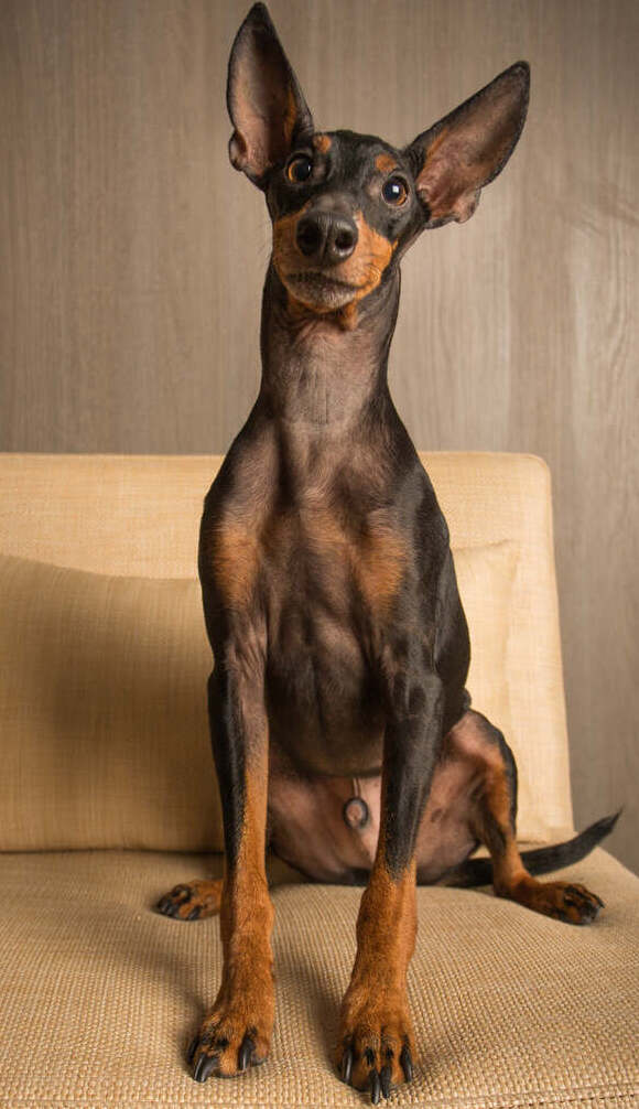 A Doberman puppy dog sat on a sofa facing the camera.