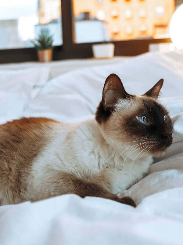 Picture of a siamese cat laying on a white bed in a apartment.
