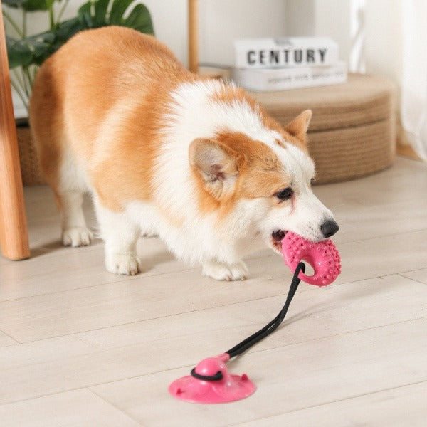 Imagine of a dog tugging on the dog tug toy suction cup whilst  its stuck to the floor - New Forest Pets.