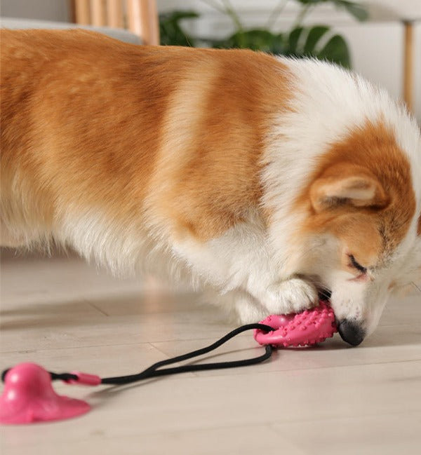 Image of a dog eating treats out of the dog tug toy suction cup - New Forest Pets.
