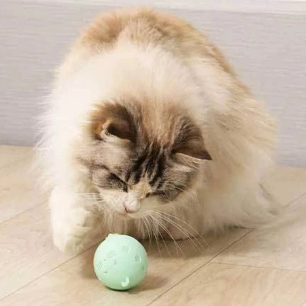Imagine of a cat playing with the Crazy cat ball - New Forest Pets.