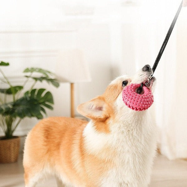 Image of a dog tugging on the dog tug toy suction cup - New Forest Pets.